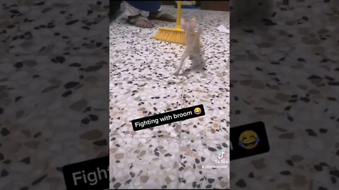 Tiktok Kittens Video 😂 - 1 Month Old Kitten Fighting with Broom