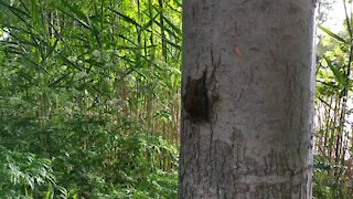 What was that? Bat relaxing on the tree