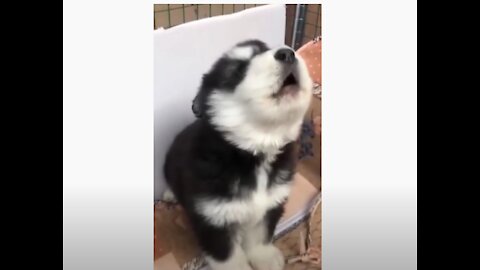 Baby Husky Howling - Puppy Cuteness Overload #Shorts