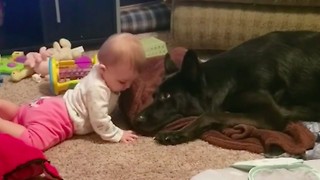 German Shepherd Lovingly Tries To Share Blanket With Baby