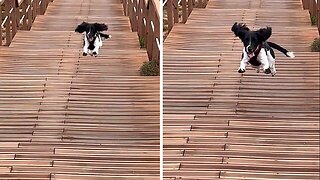 Puppy jumps the stairs in the cutest way ever