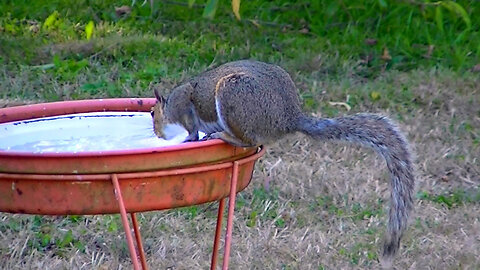 IECV NV #697 - 👀 Grey Squirrel Getting A Drink At The Birdbath 🐿️7-23-2018