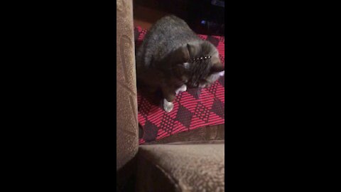 Cat entangled in a hair elastic band (funny video)