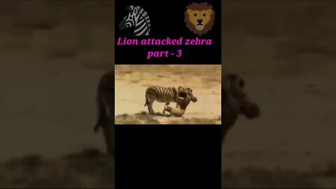 Lion attack to zebra 🦓 part -3 #shorts #shortvideo #youtubeshorts