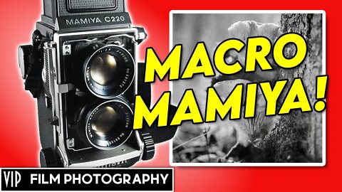 Mamiya C220 Macro 120 Film Photography Fomapan 200