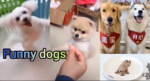 Best funny dogs video in the world
