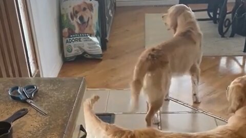 Golden Retriever Scared Of Dog Image On Food Bag