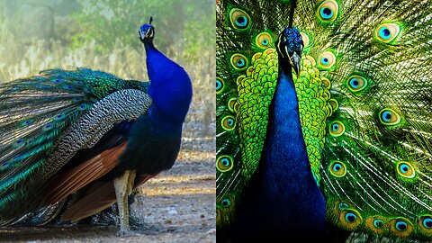 A beautiful Peacock dancing