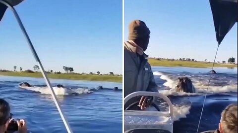 Close Encounter with an Angry Hippo: A Terrifying Chase Scene Caught on Camera! | Wild Animal