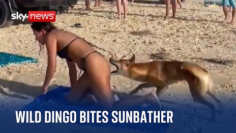 Australia: Dingo bites sunbathing tourist in Queensland