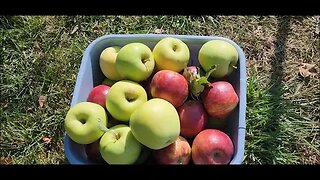 Garden update 9-22-23 Fresh apples and grape tomatoes!