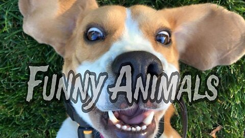 funny cat and dog l funny Animals video viral