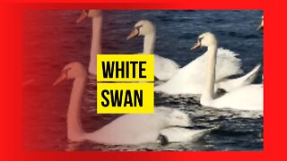 The White Swan