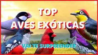 top aves exóticas