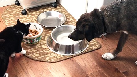 Puppy is too terrified of cat to eat her breakfast