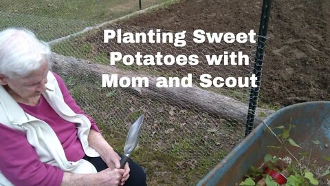 Planting Sweet Potatoes with Mom and Scout.
