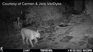 Tucson Foothills Mountain Lion Sighting