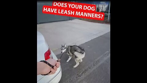 Does you dog have a leash manners ?