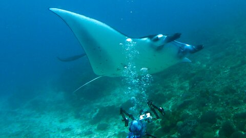 Gigantic manta rays pass right over thrilled scuba diver