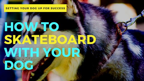 Tips on How to SKATEBOARD with your Dog