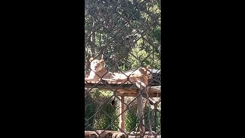 Entebbe Zoo (3) - The Lions