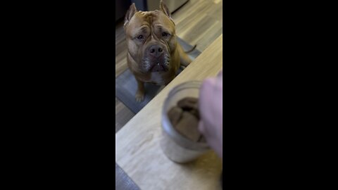 MASSIVE Pit Bull “taste testing” his own treats…coming soon 🥜🍯🥥🥩