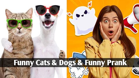 Funny Cats and Dogs Prank