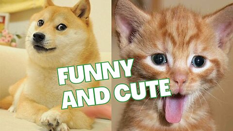 Funny situations for cats and dogs