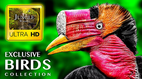 EXCLUSIVE BIRDS COLLECTION in ULTRA HD - Wild Life in Jungle