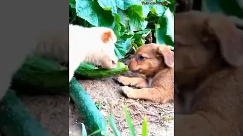 Puppies VS cucumber very funny video #funnydogs #funnypets #funnypuppies #Petsandwild