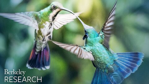 Hummingbirds' bills can do more than sip nectar
