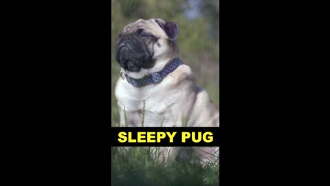😴🐶 [𝑺𝒍𝒆𝒆𝒑𝒚 𝑷𝒖𝒑𝒑𝒚 𝑭𝒂𝒍𝒍𝒊𝒏𝒈 𝒂𝒔𝒍𝒆𝒆𝒑] Sleepy Pug