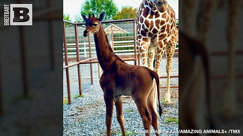 SPOTLESS RECORD! World's ONLY Spotless Giraffe Born at Tennessee Zoo