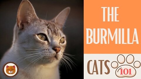 🐱 Cats 101 🐱 BURMILLA CAT - Top Cat Facts about the BURMILLA