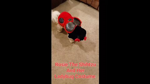 Rosie The Shihtzu And Her Ladybug Costume