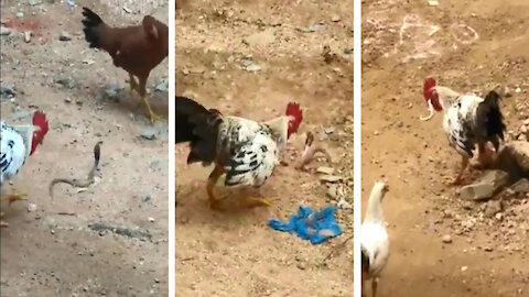 The rooster finally swallowed the venomous King Cobra snake