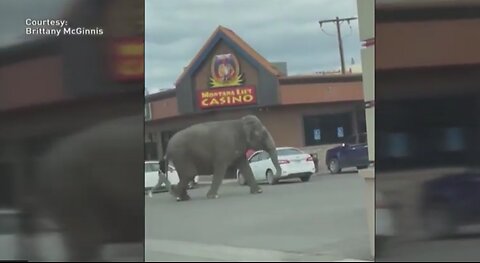 Elephant escapes handlers, halts traffic in Montana