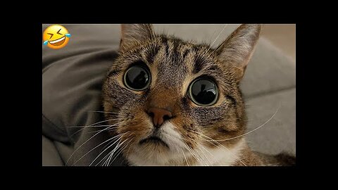 Funny animal videos 2024 - Funny cats-dogs - Funny animals cc by Happy Pet