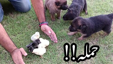 Puppies ka chicks pe hamla | mini zoo | villageincity99 | #petlovers #petvlog #dogs
