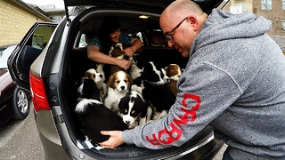 13 puppies loaded into car are a serious handful