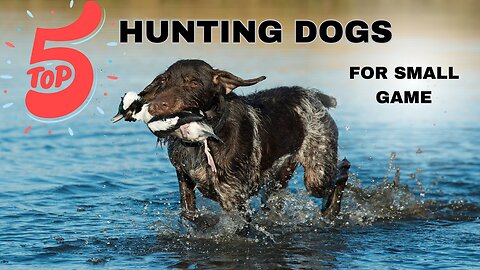 What Are The Top 5 Best Hunting Dogs For Birds ? 🦆