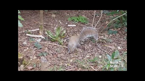 Grey squirrels - Longton Park (April 2021)