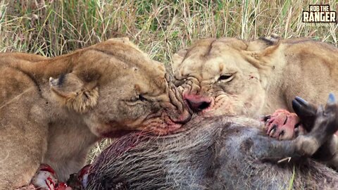 Lioness Gets Warthog Taken By Rival Pride | Maasai Mara Safari | Zebra Plains