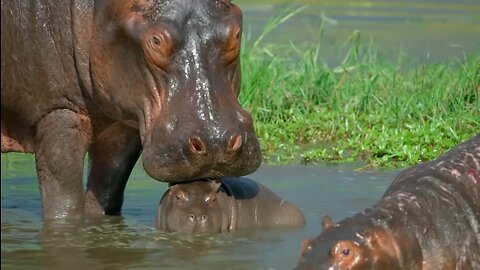 Hippos face an unparalleled challenge in Okavango delta 👈🏻👈🏻👈🏻😲😲😲😲😲😲