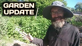 Garden Update - June 10th 2023