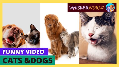 Cutest and lovely Cats and Dogs Moments