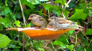 IECV NV #435 - 👀House Sparrows Eating At The Glass Feeder🐥7-21-2017