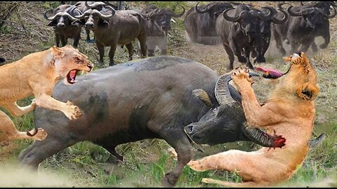 The Pride Of The Lion Is Extinguished By The Buffalo With Terrifying Attacks - Buffalo With Lion