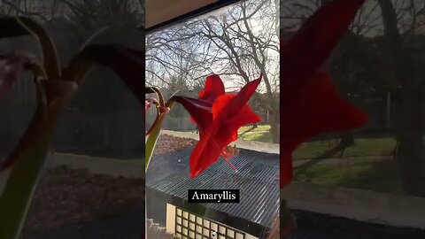 Amaryllis in Flower