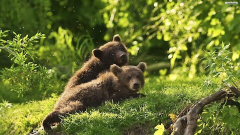 Cute Bear Cubs